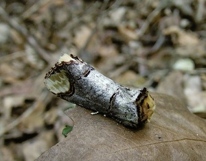 Mondfleck (Phalera bucephala)