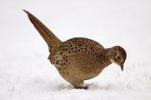 Fasanenhenne im Schnee (Phasianus colchicus)