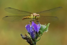 Gemeine Heidelibelle (Sympetrum vulgatum)