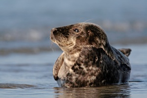 Kegelrobbe im Paradies