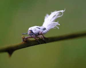 Nymphe einer Flatid Blattwanze