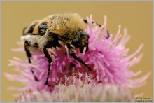 Pinselkäfer (Trichius fasciatus)