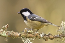 Tannenmeise (Periparus ater, veraltet Parus ater)