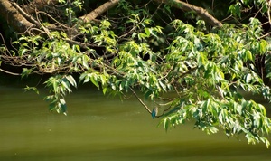 Taiwanesischer Eisvogel