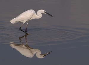 Seidenreiher mit Fischchen (Egretta Garzetta)