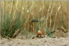 „Auf Achse …“ - Kreiselwespe (Bembix rostrata)