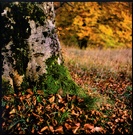 Alte Buche