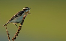 Braunkehlchen