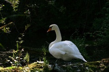 Schwan