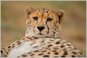 Gepard (Acinonyx jubatus)