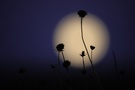 Vollmond