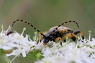 Rutpela maculata (Gefleckter Schmalbock)