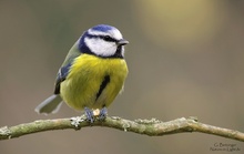 Blaumeise (Cyanistes caeruleus, früher Parus caeruleus)