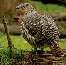 Auerhenne