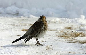 Wacholderdrossel (Turdus pilaris)