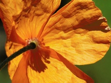 Marokko-Mohn (Papaver atlanticum)