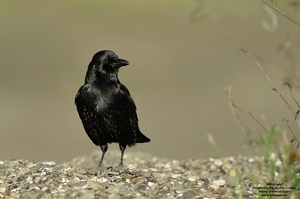 Rabenkrähe( Corvus corone)