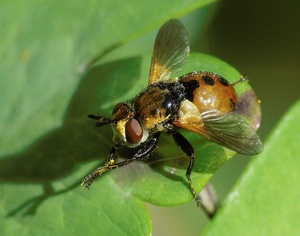 Raupenfliege (Gymnosoma spec.)