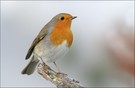 Rotkehlchen (Erithacus rubecula)