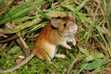 Brandmaus / Apodemus agrarius / Striped field mouse