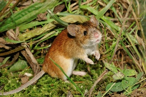 Brandmaus / Apodemus agrarius / Striped field mouse