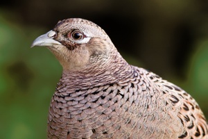 Portrait einer Fasanenhenne