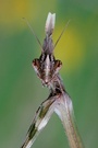 Empusa pennata