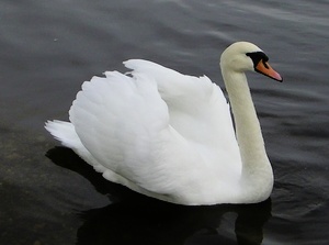 Schwan auf dem See