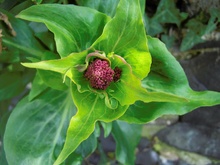 Red Valerian - Centranthus ruber