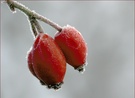 Farbtupfer im Nebel-Schnee-Schmuddel