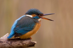 Kingfisher