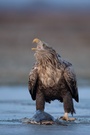 Seeadler