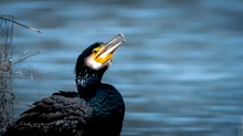 Kormoran beim Rasten