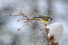 Im Schneegestöber