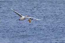 Schwan contra Löffelente