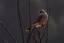 Turmfalke im Gegenlicht