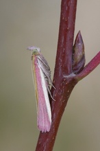 Rhabarberzünsler - Oncocera semirubella