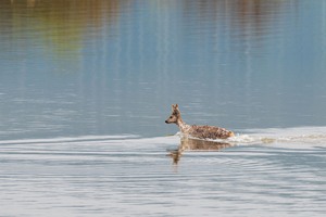 Deutscher "Wasserbock" :)