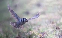 Die Sperbereule auf der Jagd