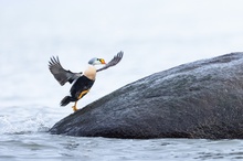 King Eider...