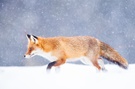 Winterfuchs