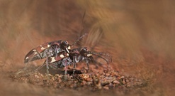 Im Eilschritt durch das Unterholz....