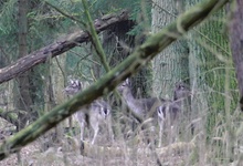 Versteckt im Wald