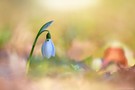 Galanthus