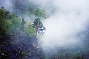 Bäumchen im Nebel.