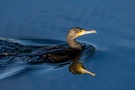 Kormoran bei bestem Licht