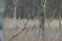 Versteckt im alten Gras