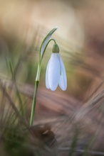Frühling einläuten