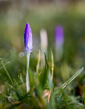 Krokus mit Morgentau