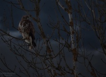 Kurz vor Tagesanbruch